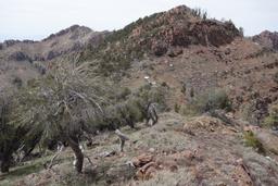 The worst part of the bushwhack on the ridge goes through the mountain mahogany on these cliff bands [sat may 5 15:00:57 mdt 2018]